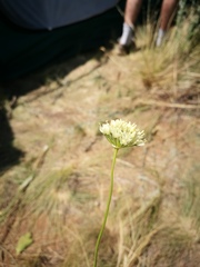 Allium flavescens