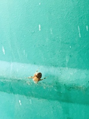Arachnida