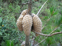 Pinus greggii