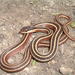Ribbon Snake - Photo (c) Wayne Fidler, some rights reserved (CC BY-NC)