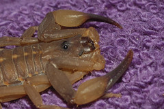 Centruroides flavopictus