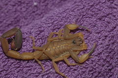 Centruroides flavopictus