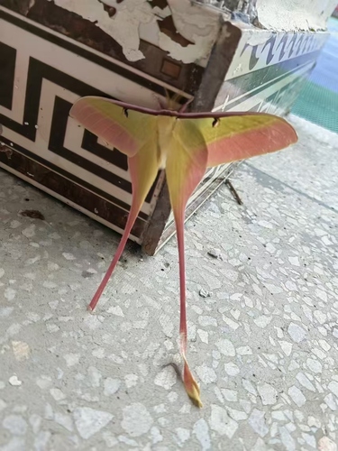 Chinese Moon Moth