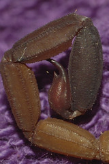 Centruroides flavopictus