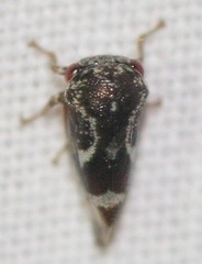 Ophiderma