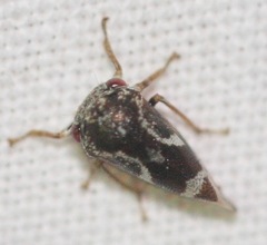 Ophiderma