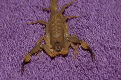 Centruroides flavopictus