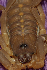 Centruroides flavopictus