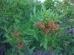 Pistacia atlantica mutica