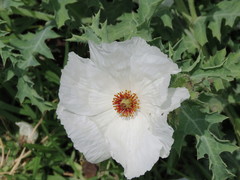 Argemone platyceras