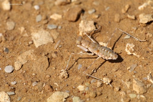 Heteronutarsus aegyptiacus