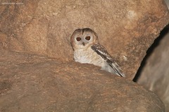 Desert Owl photo 4