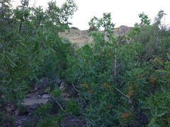 Pistacia atlantica mutica