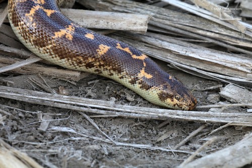 East African Sand Boa