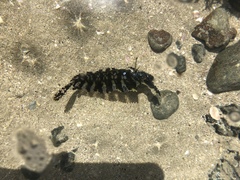 Cristiceps aurantiacus