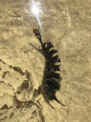 Cristiceps aurantiacus