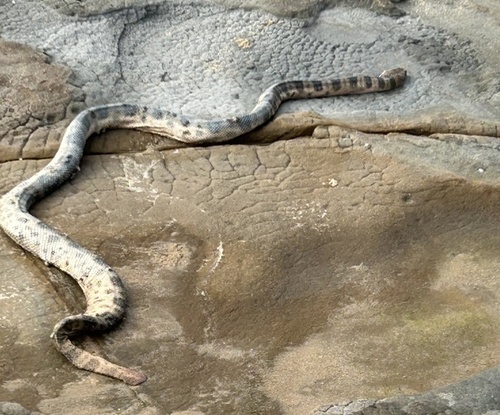 Olive-headed Sea Snake
