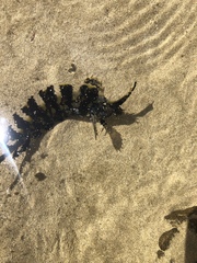 Cristiceps aurantiacus