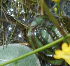 Polypedilum braseniae