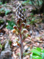 Sarcoglottis schaffneri