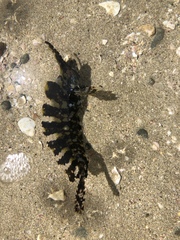 Cristiceps aurantiacus