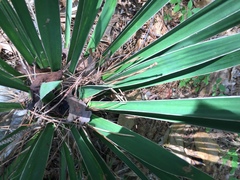 Yucca flaccida