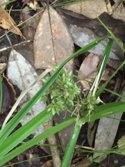 Cyperus virens