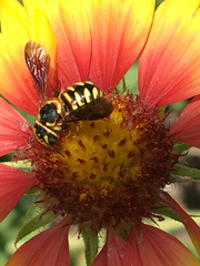 Dianthidium