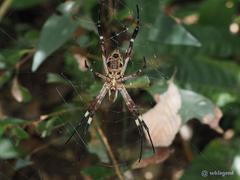 Argiope ocula