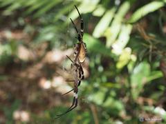 Argiope ocula