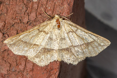 Euchlaena marginaria