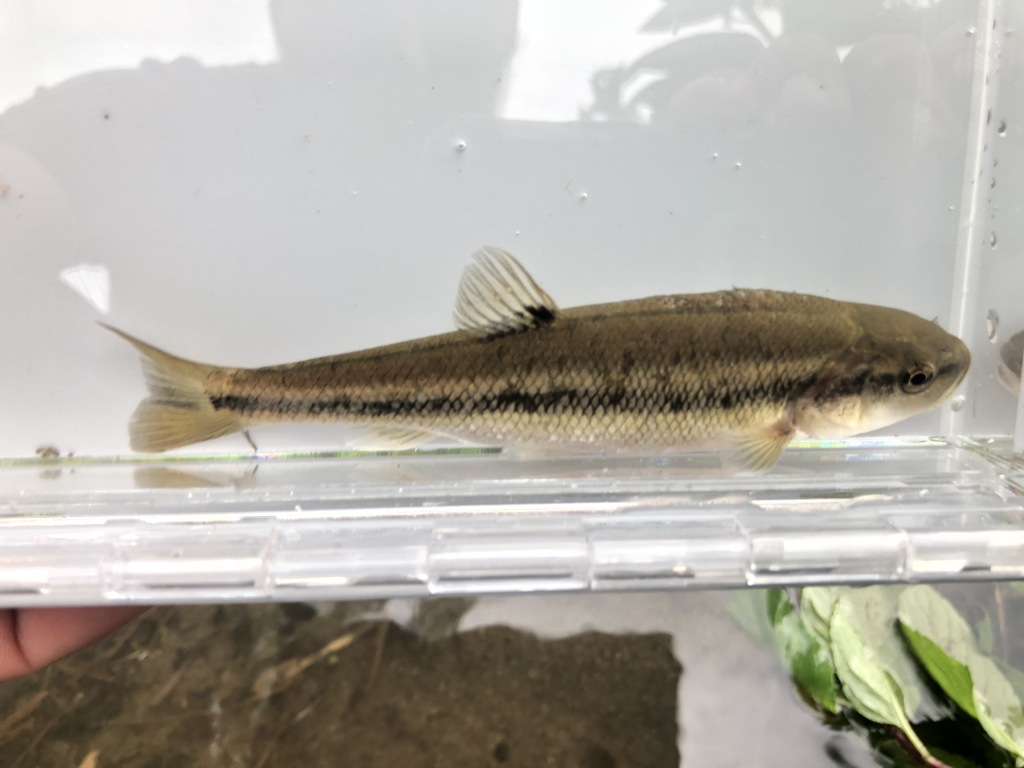 Creek Chub (Fishes of the Buffalo River, Minnesota) · iNaturalist
