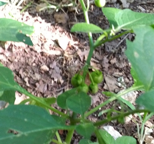 Black nightshade