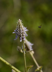 Coleus strobilifer