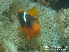 Amphiprion rubrocinctus