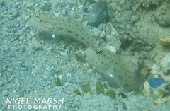 Ctenogobiops pomastictus