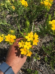 Lithospermum caroliniense