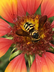 Dianthidium