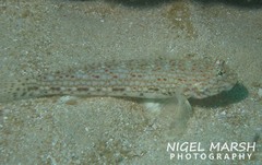 Istigobius decoratus