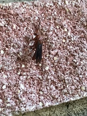 Tachypompilus ferrugineus