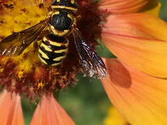 Dianthidium