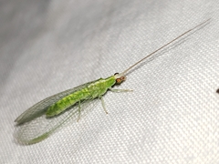 Chrysopodes collaris