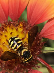 Dianthidium