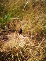 Carex stenophylla