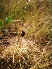Carex stenophylla