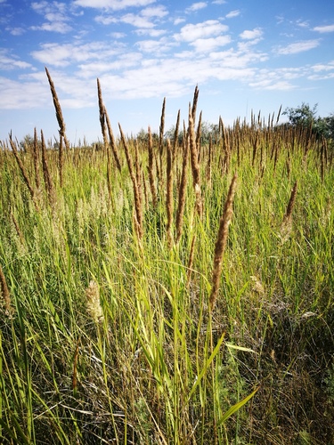 Smiltyninis lendrūnas nuotrauka
