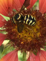 Dianthidium