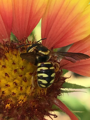 Dianthidium