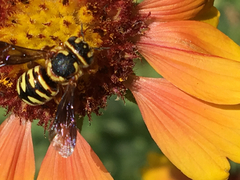 Dianthidium