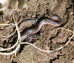 Carphophis vermis